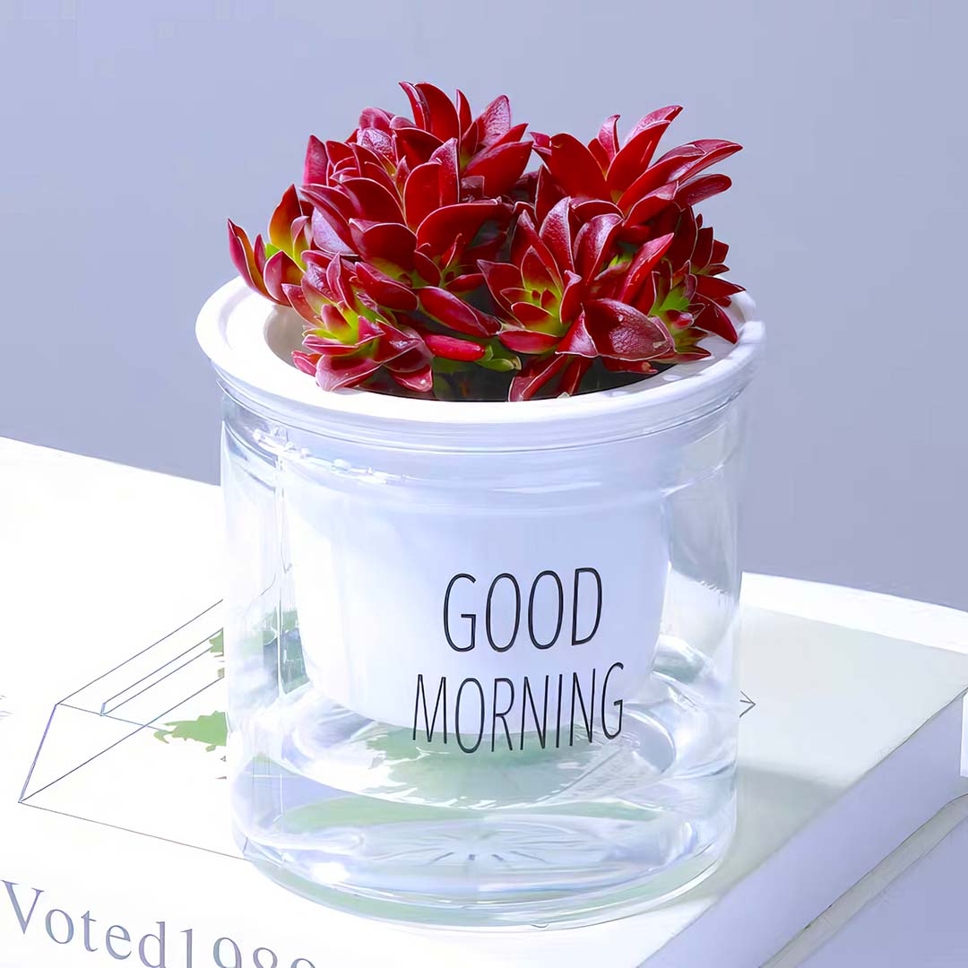 Transparent Self Watering Flowerpot